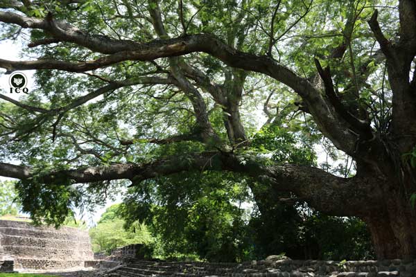 En este árbol centenario de la Zona Arqueológica de Cempoala viven decenas de elementales de la naturaleza.